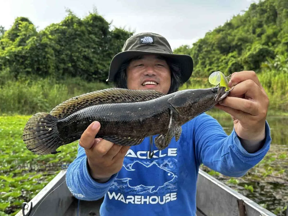 チャドースキャット、3発目はなんと綺麗なアーモンドスネークヘッド！ これはうれしいぞ。©望月俊典