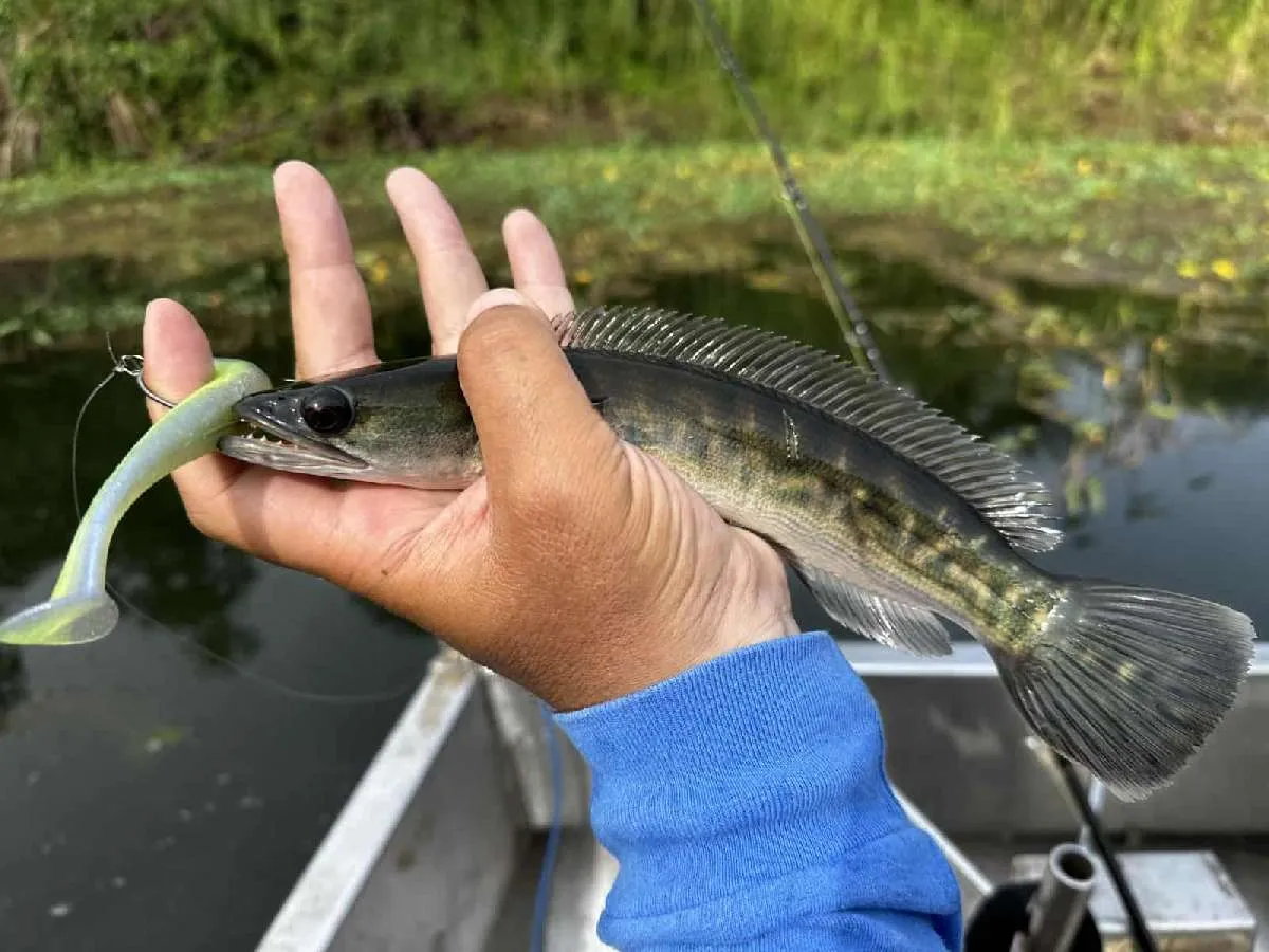 チャドースキャット、1発目。魚が小さいせいかアタってもフッキングしないことも多かった。©望月俊典