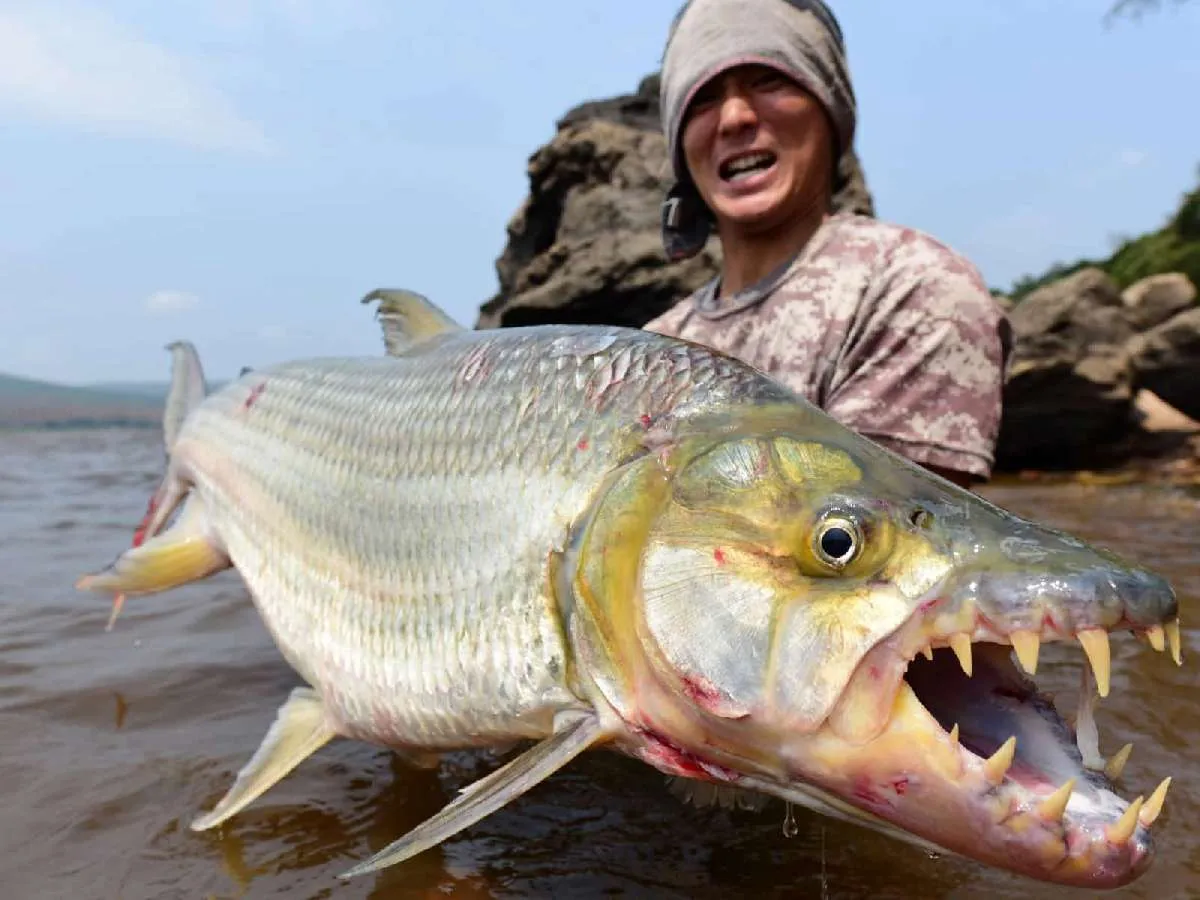怪魚界広しといえども、この迫力に勝る顔を持つ魚はいまい。　©望月俊典