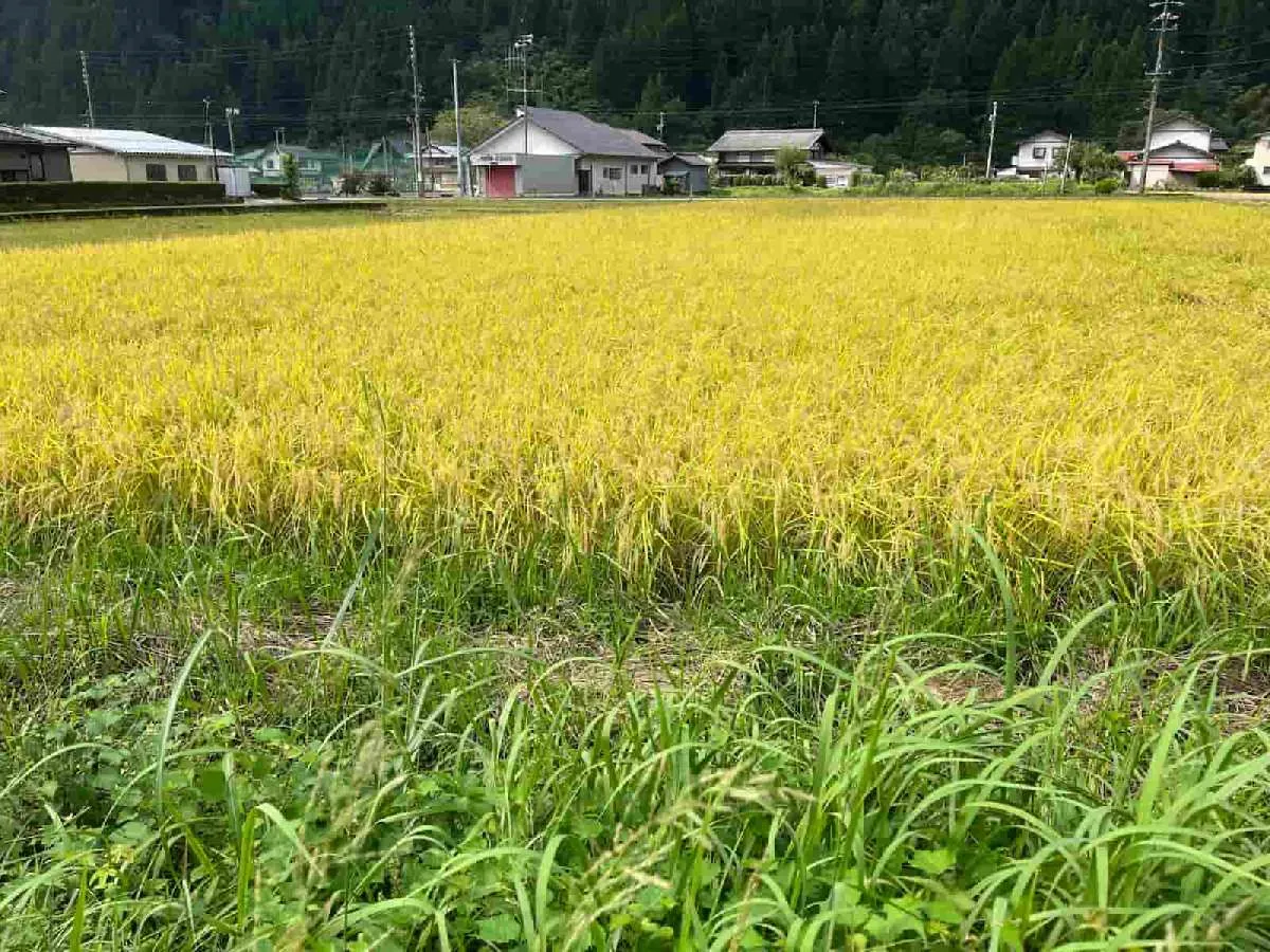 “郡上のアユ”はまだまだ若いが、川の周りを見れば確実に季節は進んでいた　©釣りビジョン