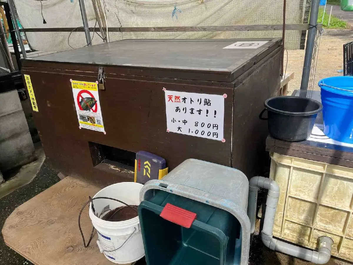 オトリは天然と養殖を選べる　©釣りビジョン