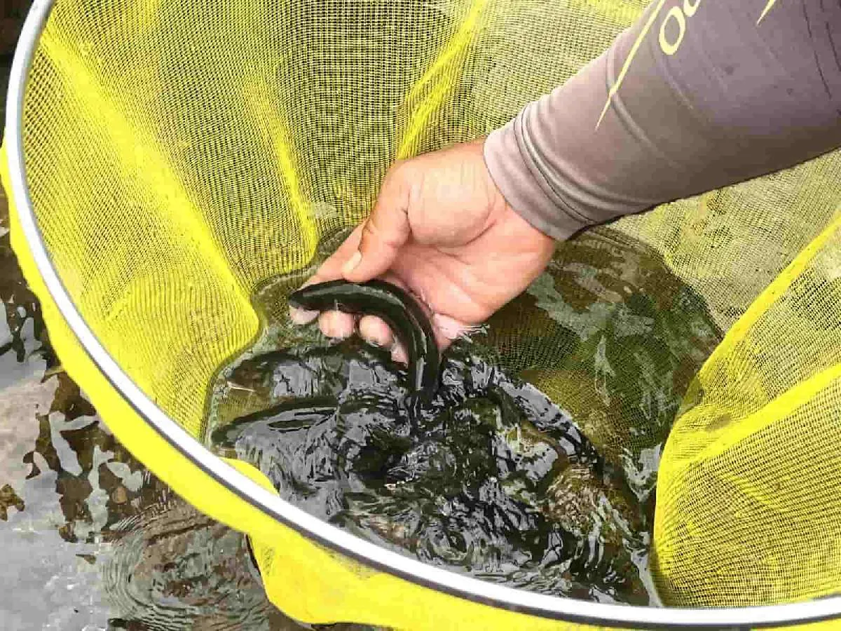 私の下流では良型のアユが連発！　©釣りビジョン