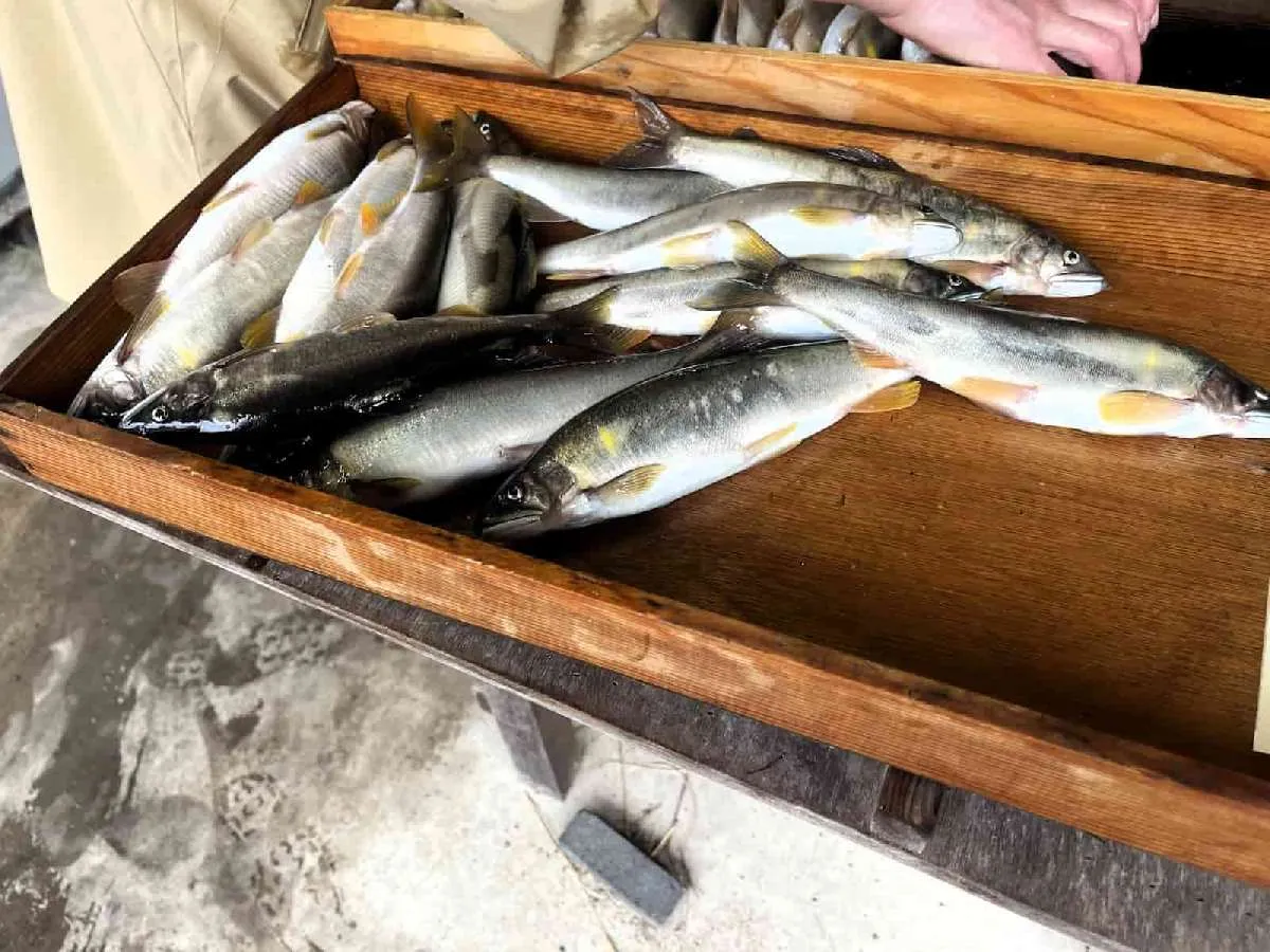 こちらは選別された「特大」サイズのアユ。太い！　©釣りビジョン