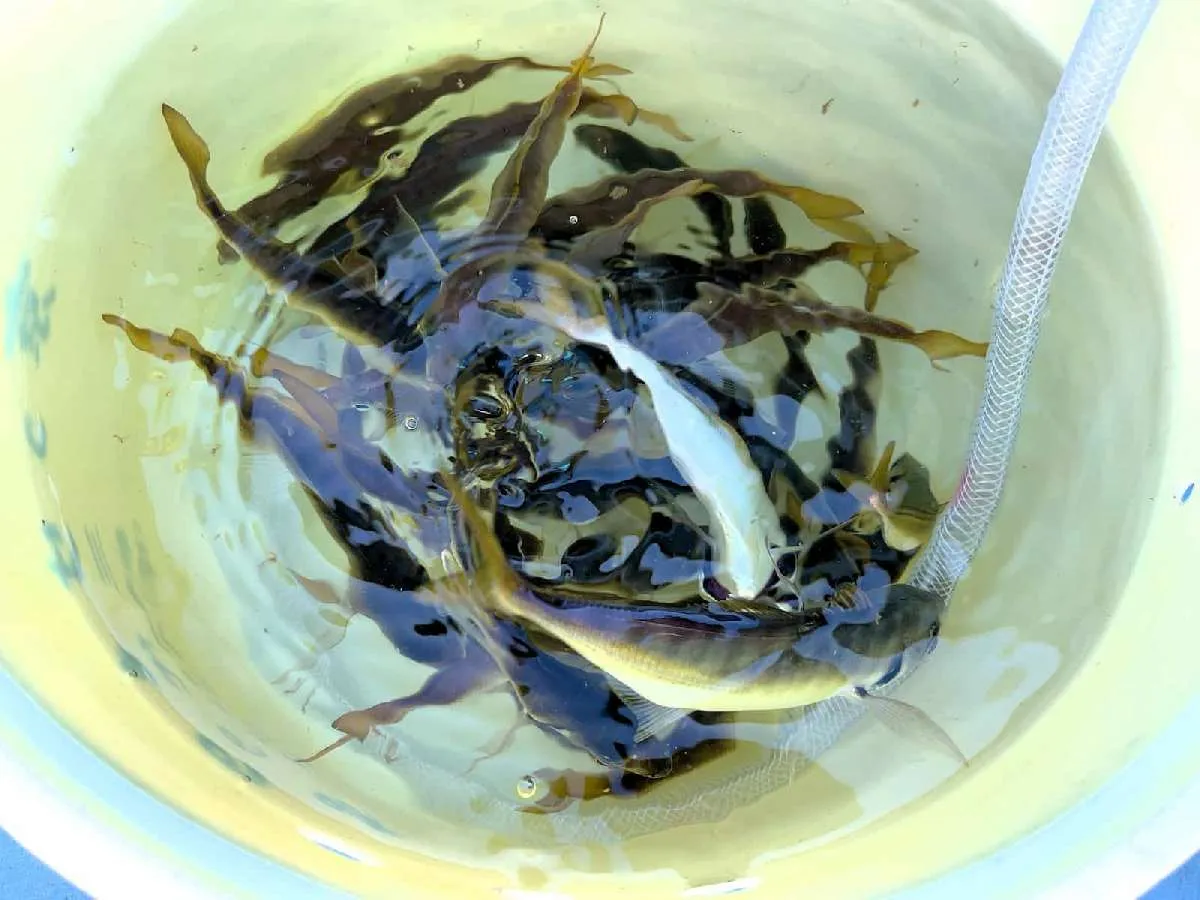 開始30分の釣果、桶は見る見る充たされて…　©釣りビジョン