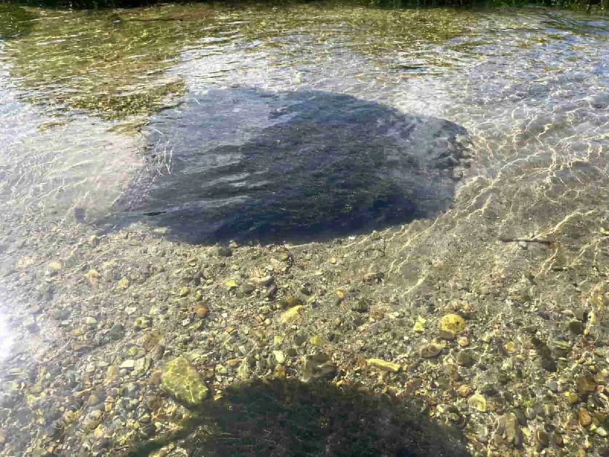 右岸ヘチには巨大な青藻の塊がいくつもあった　©釣りビジョン