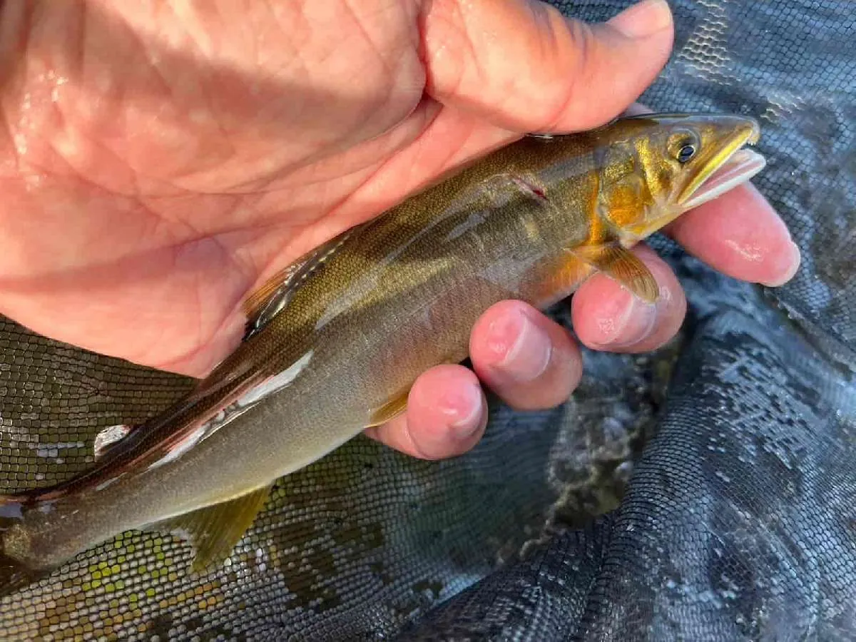 流心では相方連続ヒット！いる場所にはいるのだ！　©釣りビジョン