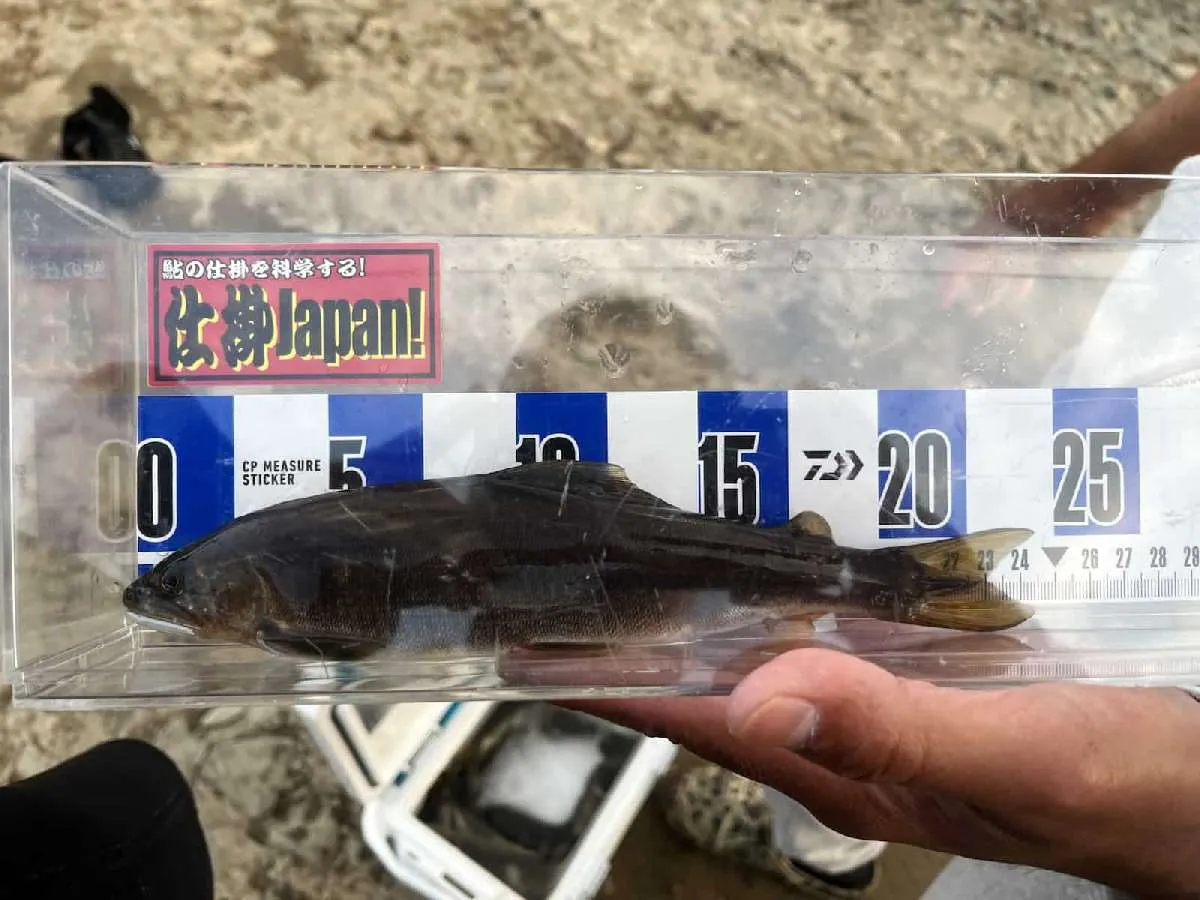 場所によっては良型アユに出会える事も　©釣りビジョン