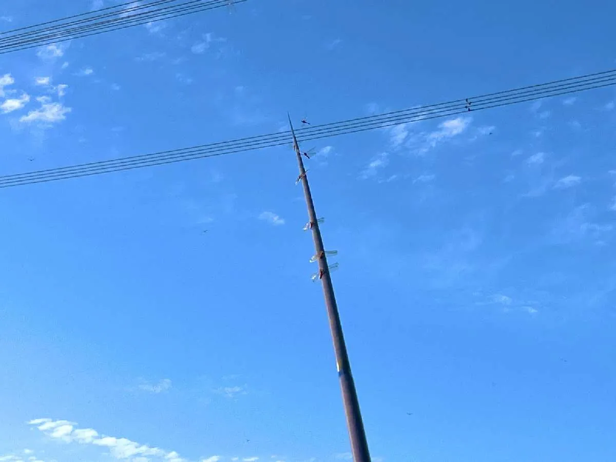 釣れぬとあっという間に竿はトンボの休憩所に　©釣りビジョン