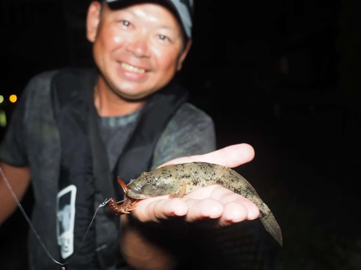 チヌを狙っていたら、ベイトタックルのフリーリグに巨大なハゼが喰ってきた！ウロハゼかな？　©釣りビジョン　写真：横沢鉄平