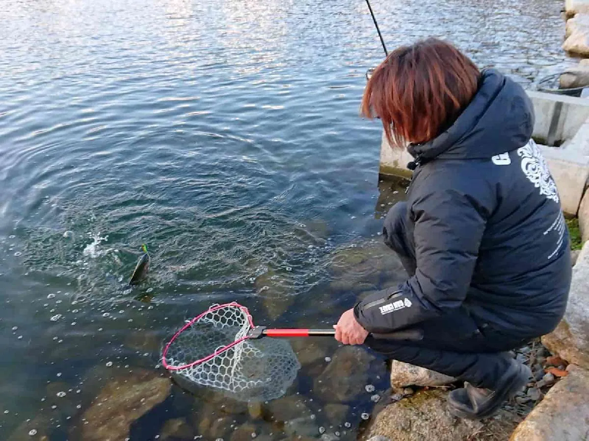 夕マヅメ、平岩さんはジョイクロ70Fの水面”ほっとけ”メソッドで連続キャッチ。　©釣りビジョン