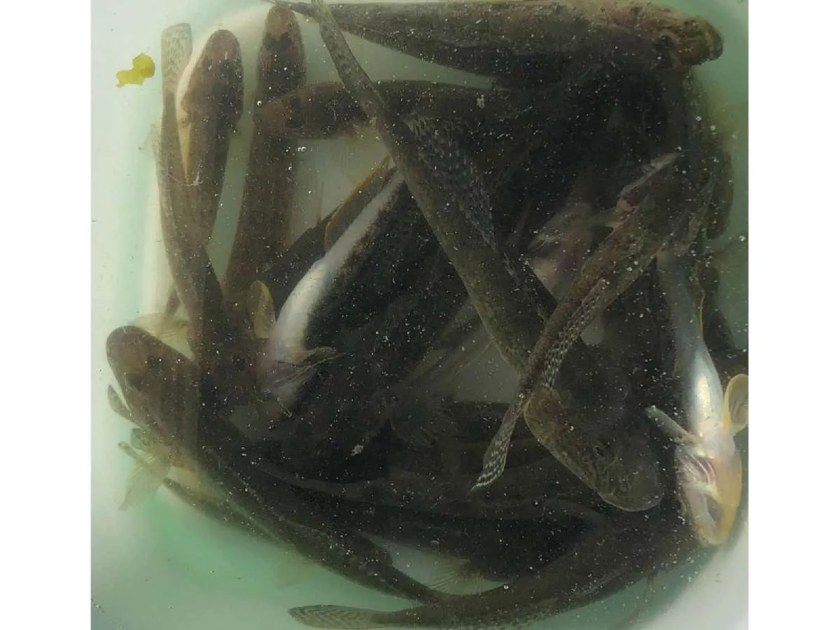 良型が数釣れる。©釣りビジョン