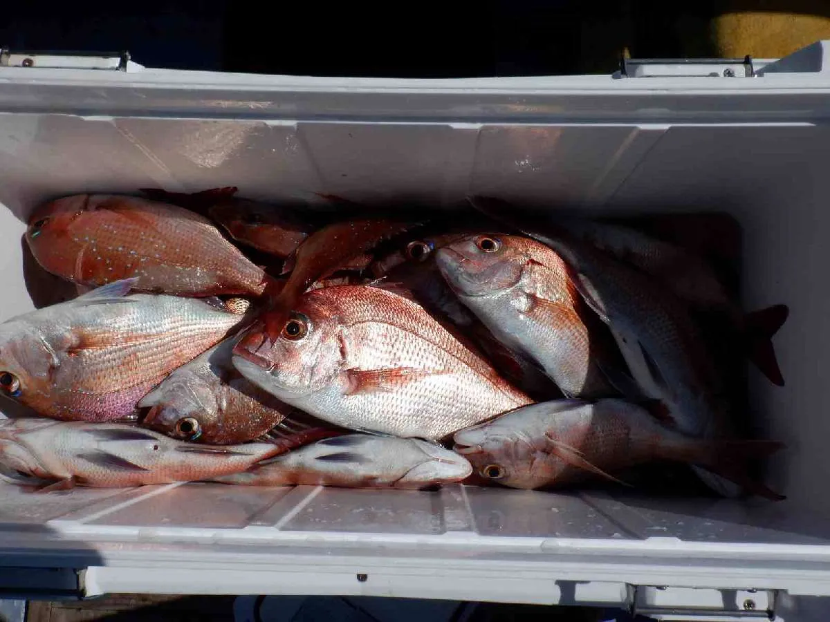 500ｇ前後中心の秋のマダイ釣りらしい釣果！ ©釣りビジョン