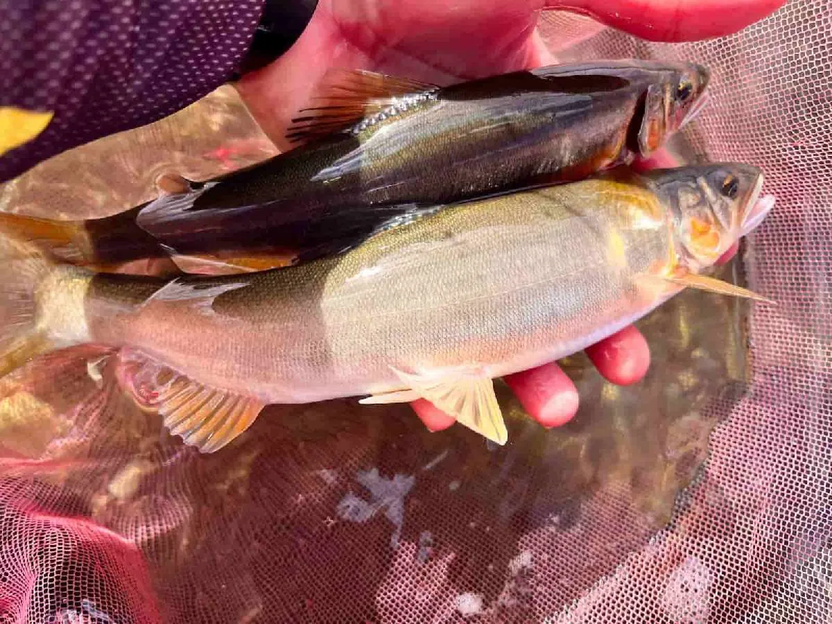 あまりの大きさに寄せてとった腹パンのメスアユ　©釣りビジョン