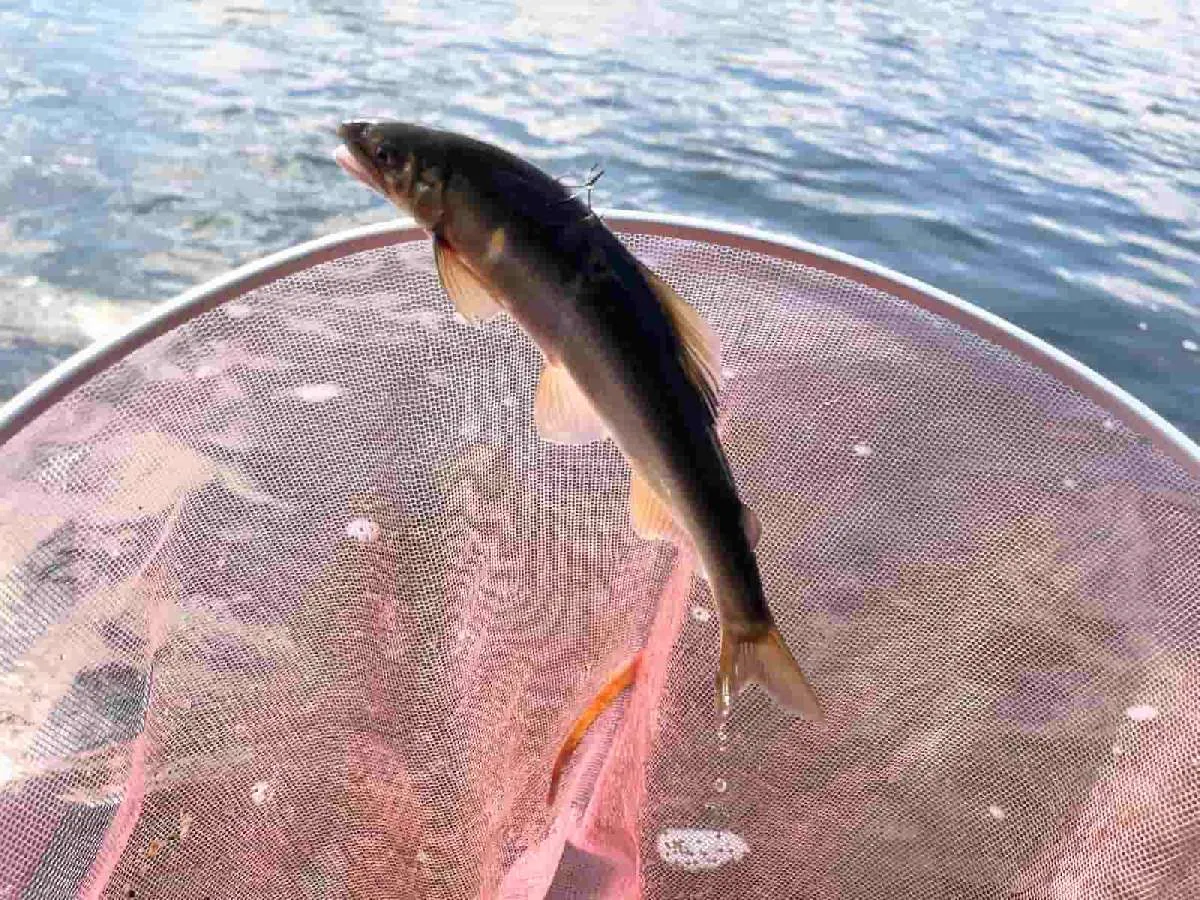 小ぶりなアユもしっかり追って掛かる　©釣りビジョン