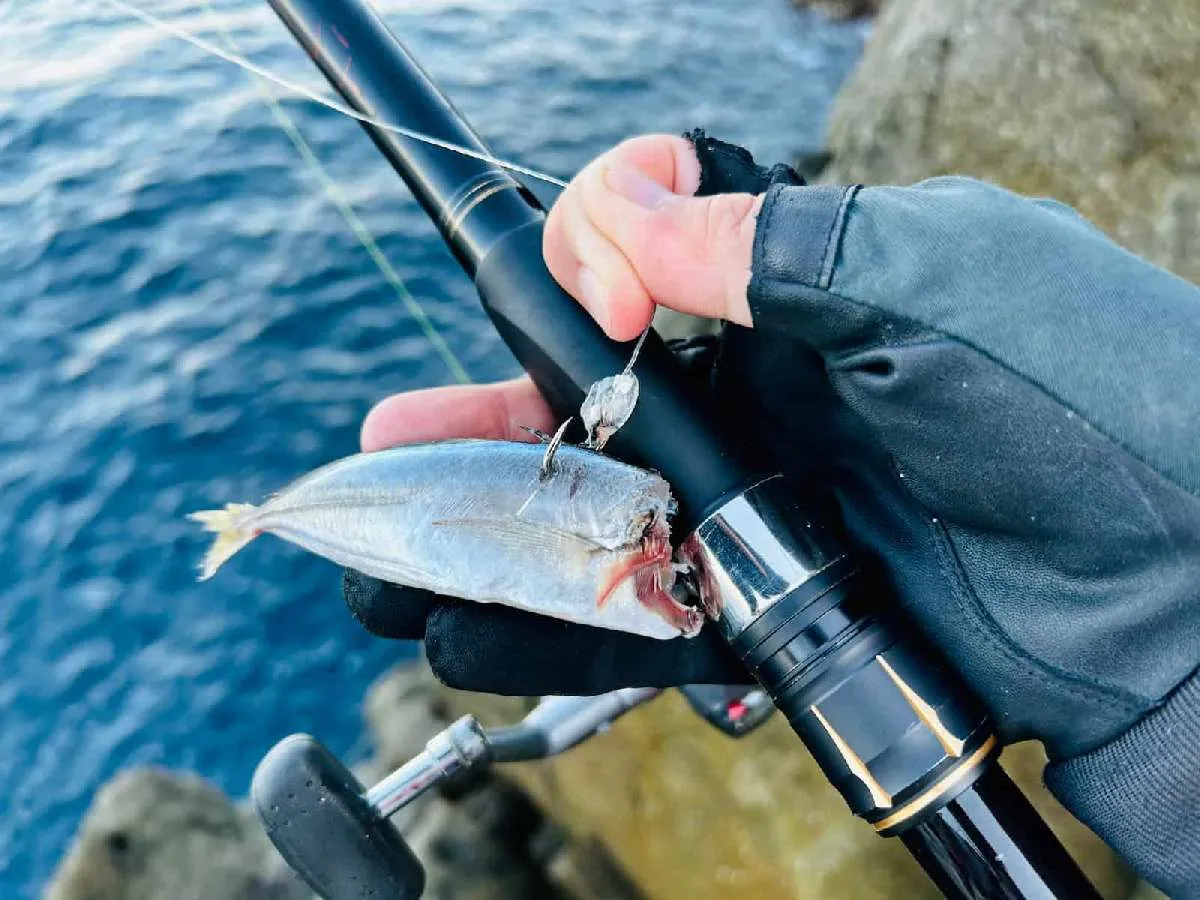 アオリイカに悪戯された豆アジ　©釣りビジョン