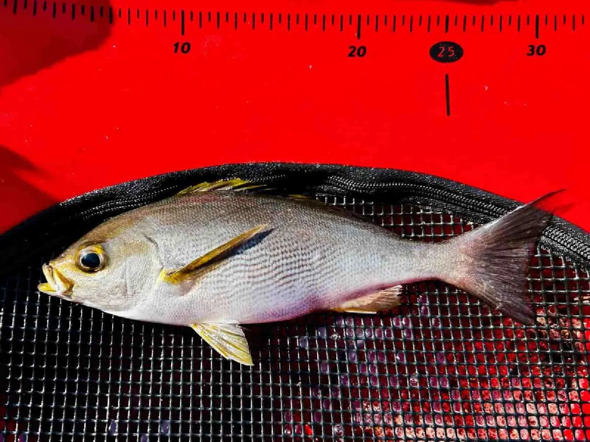 イサキのサイズは30cm弱から35cmまで　©釣りビジョン
