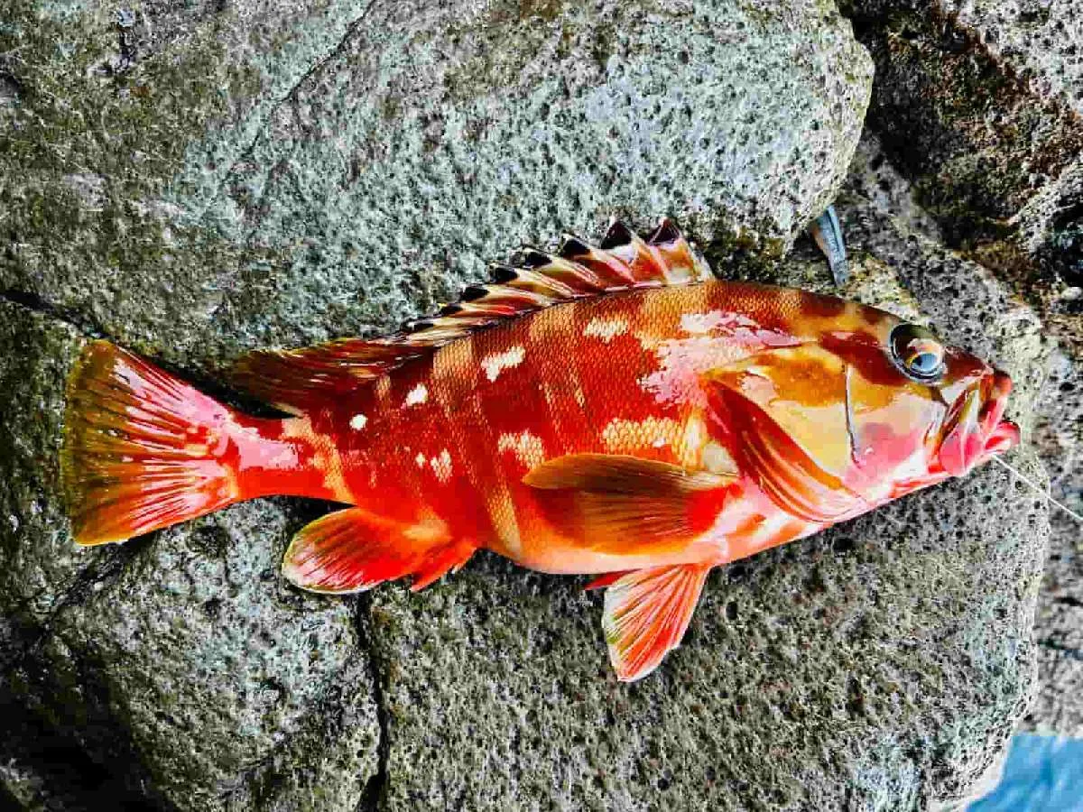 幸先の良いスタートとなった30cm超えの綺麗なアカハタ　©釣りビジョン
