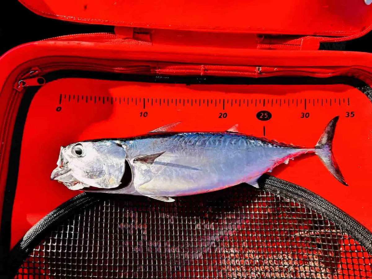 ソウダガツオの群れは35cmクラスだった　©釣りビジョン