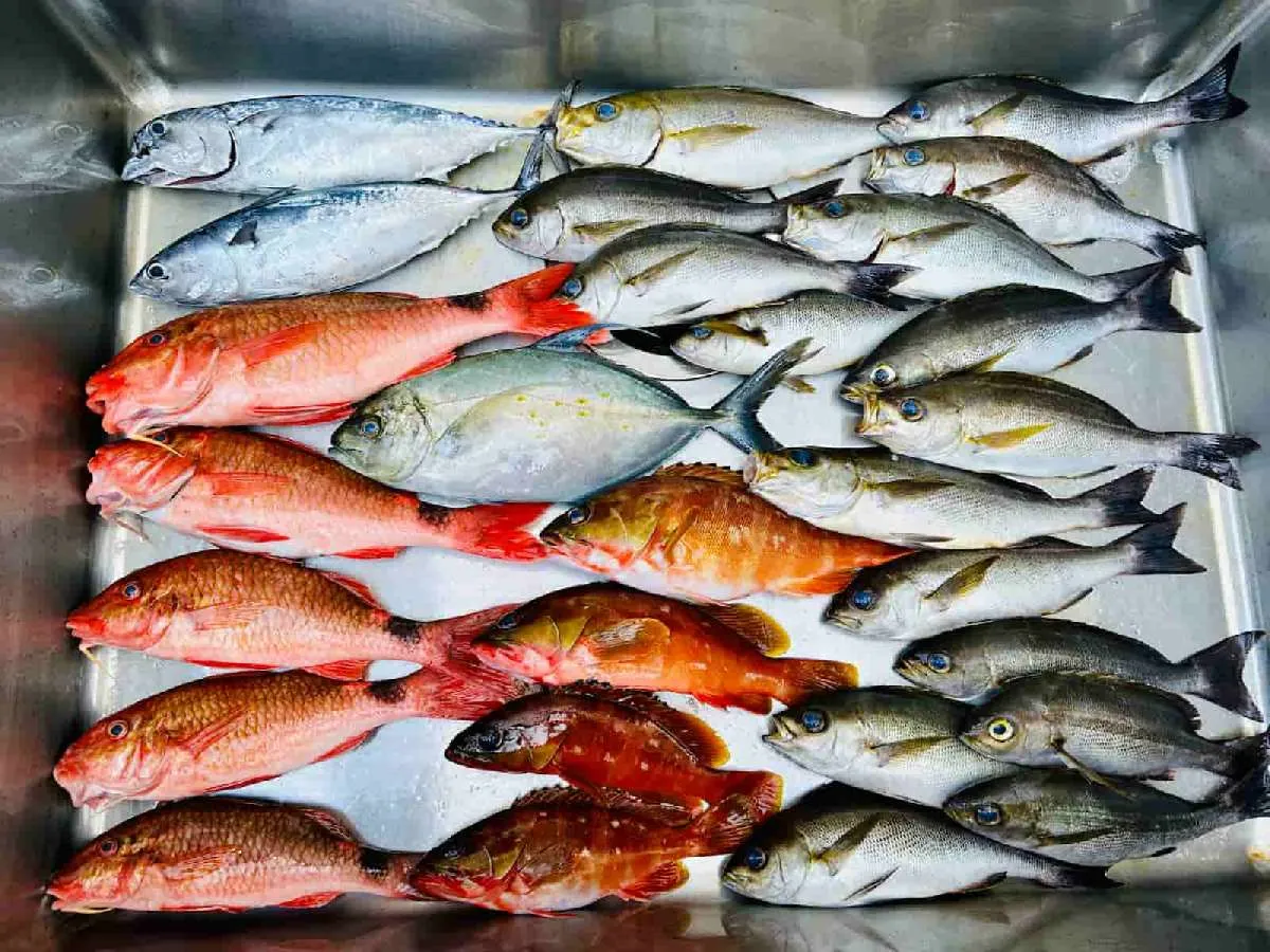 この日の私の釣果。残念ながら大物との格闘のチャンスはなかった。　©釣りビジョン