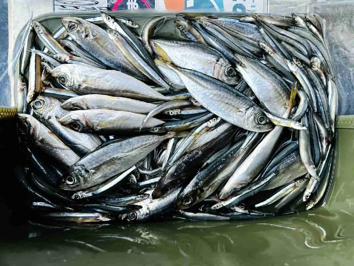 スルルーの餌はキビナゴと豆アジを準備した　©釣りビジョン