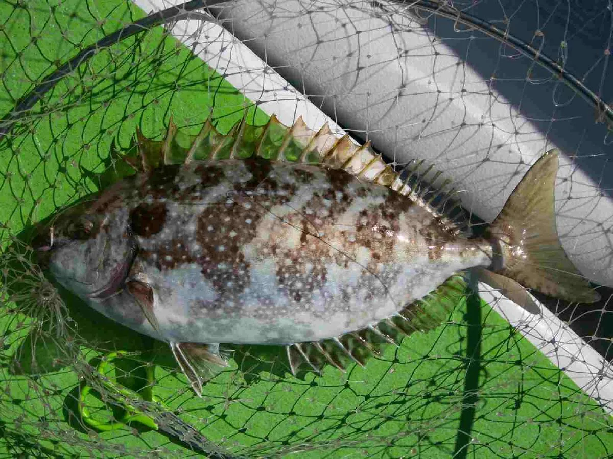 近年大型化しているアイゴ。鰭に注意 ©釣りビジョン