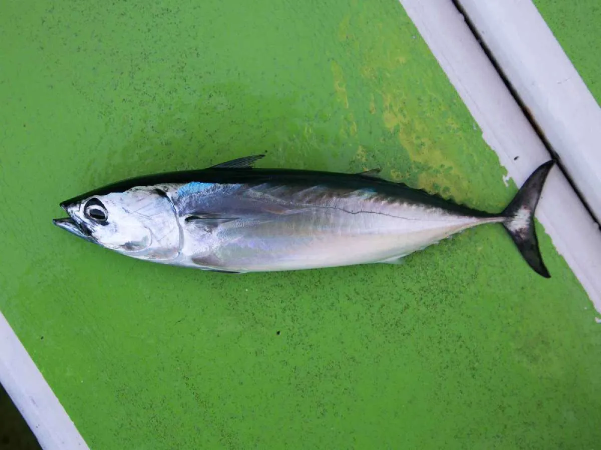 美味しいヒラソウダなので鮮度良く持ち帰ろう　©釣りビジョン