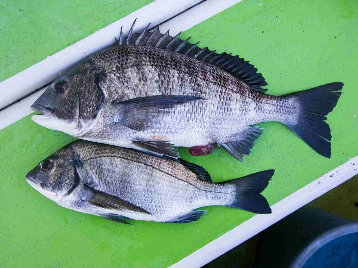 筆者が釣った２匹のクロダイ ©釣りビジョン