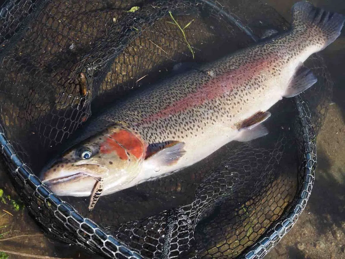 これが僕の釣ったビッグレインボー。レッドバンドが鮮やかな、いい魚でしょ？　ルアーは本多さんに借りたウルキ50。ちなみにテールフックは伸びていました。ここは魚がデカいので、替えのフックは必須。太軸フックに交換しておくのもいいだろう　©宮崎紀幸
