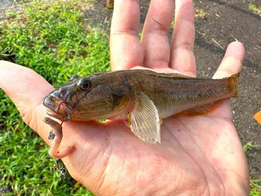 穴釣りで釣れたまあまあサイズのハゼ。15cmオーバーも珍しくない。10月はサイズアップも期待できる。 ©望月俊典