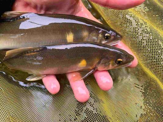 分流ではデカ鮎の連チャンが続いた！しかし夕方には鮎の移動が見られ午前中釣っていた場所からは姿を消し下流へ。 ©釣りビジョン