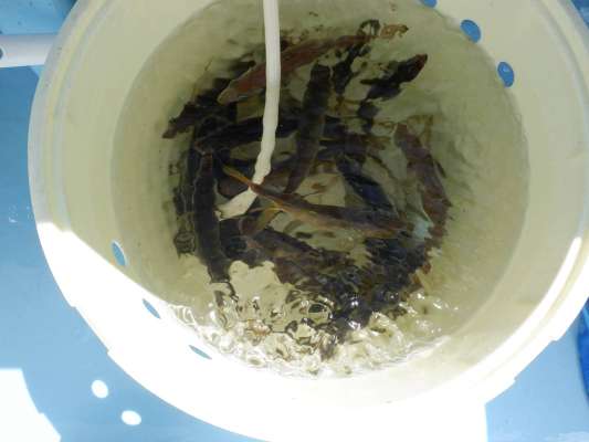 釣れたアジは海水ポンプで生かしておいた。 ©釣りビジョン