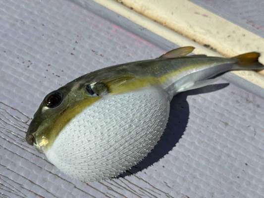 エサはおろかハリまで盗って行くサバフグが悩みの種。 ©釣りビジョン