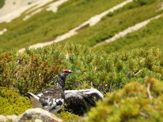 薬師岳周辺には雷鳥の出迎えもあり、幸先がいい。 ©釣りビジョン