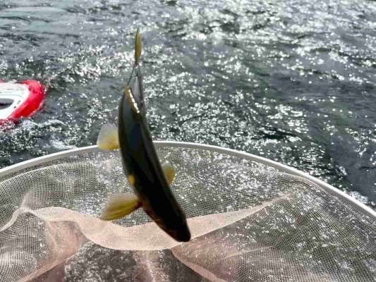 野鮎に変われば状況は一転！凄いペースで掛かり始めた！ ©釣りビジョン