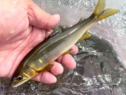 止まらぬ連チャン！これぞ循環の釣り！友釣りの面白いところだ！ ©釣りビジョン