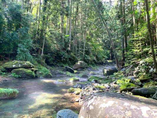 矢部の渓、華やかに朝日が差す。 ©釣りビジョン