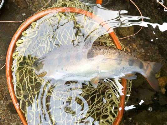 いやいや待て、7月に高津川で掛けたヤマメ、これも大きいぞ。 ©釣りビジョン