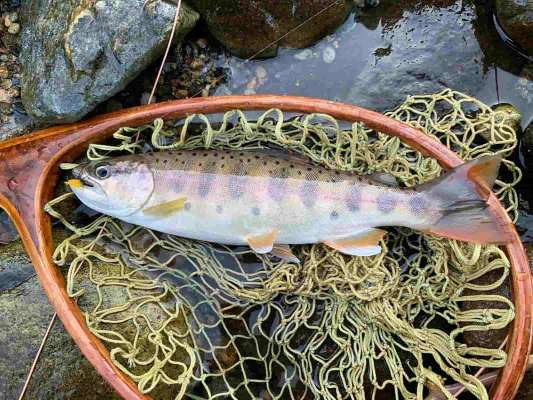 あらゆる生の兆しに充たされた魚体だった。今季一番に思えたが。 ©釣りビジョン