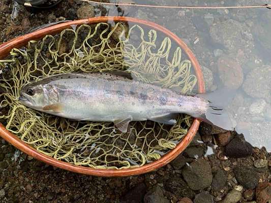 いや待てよ、5月に久住で掛けたアマゴも大きいぞ。 ©釣りビジョン