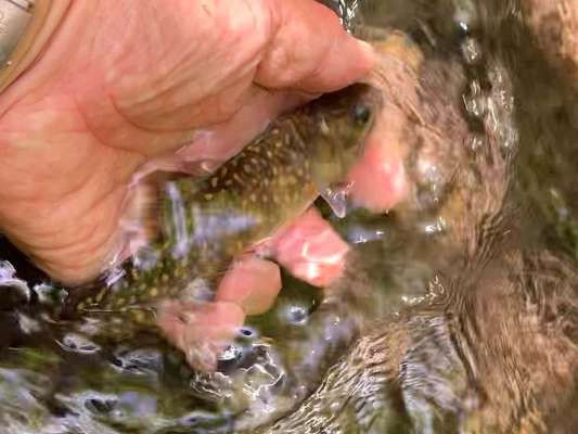 初ゴギ、五月の高津川。 ©釣りビジョン
