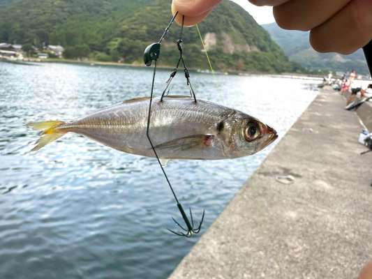 ウキ釣り用の仕掛けにセットしたアジ。スーパーで8匹150円だった。 ©望月俊典