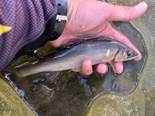 上飛ばしで連チャンスタート！サイズアップした鮎！ ©釣りビジョン