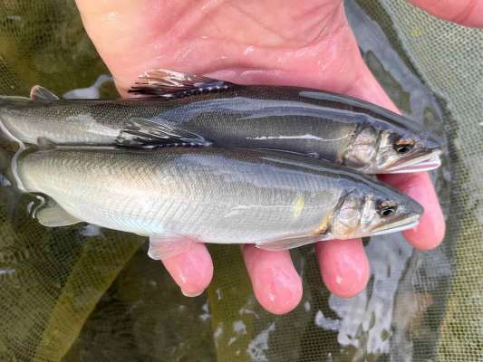 丁寧な泳がせがマスト！当たりは強く爽快だ！ ©釣りビジョン