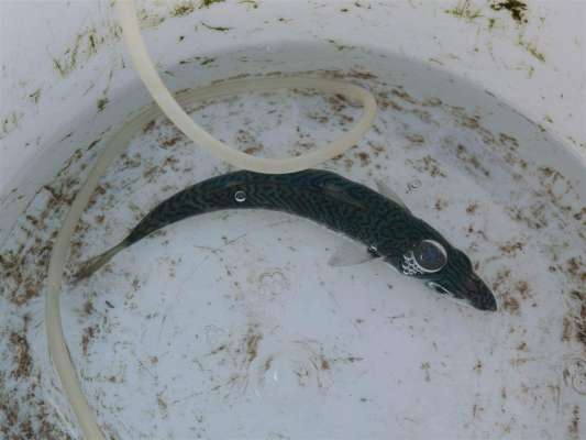 餌になる小サバ。 ©釣りビジョン