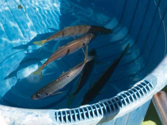 小型のマアジもハモノのエサ。 ©釣りビジョン