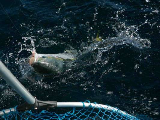 ワラサだ。 ©釣りビジョン