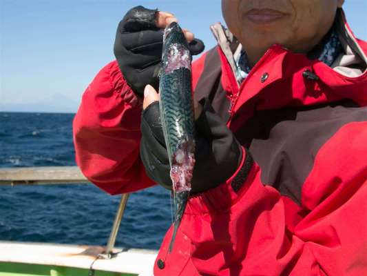 針掛りせずエサを吐き出してしまった。 ©釣りビジョン