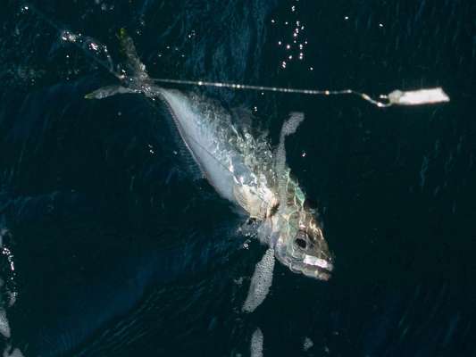 サバエサにも大型マアジがヒット。 ©釣りビジョン