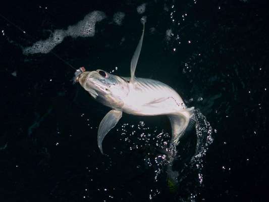 良いマアジだ。 ©釣りビジョン