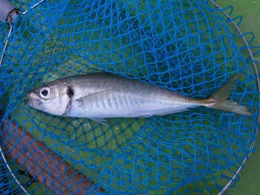 大きいサイズなのでタモ入れしよう。 ©釣りビジョン